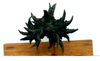 Iná Uehara (escultura) - "Nº 1, da Série Nudibranch"